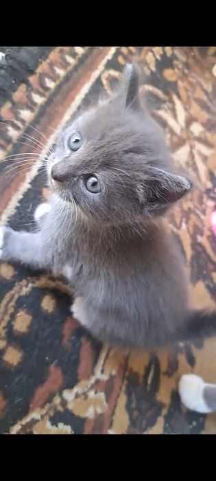Котята отдам в добрые руки