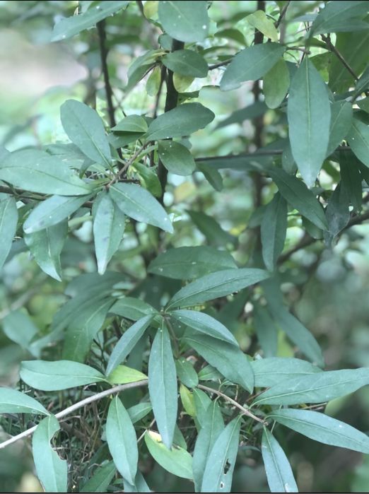 Gard Viu / Lemn Cainesc