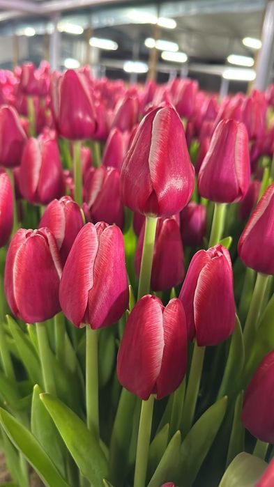 Тюльпаны голландские к празднику