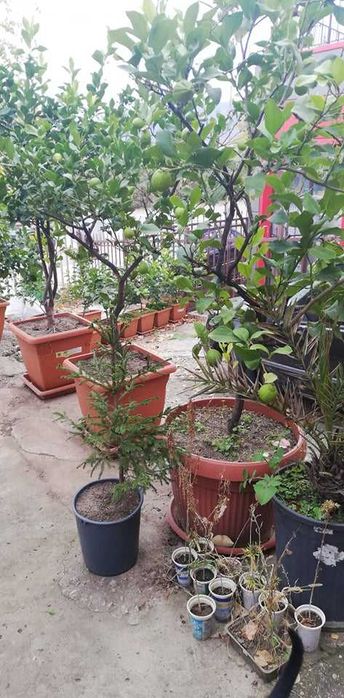 Лимони. Лимонови дръвчета - собствено производство