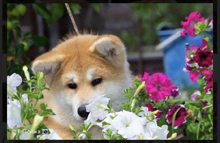 Щенки Акита