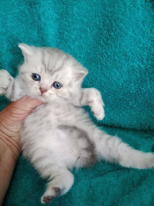 Шотланские котята