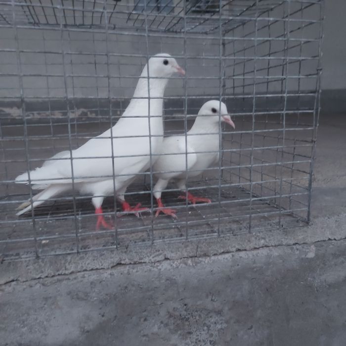 Бели Иран пара гатовый лет с игрой