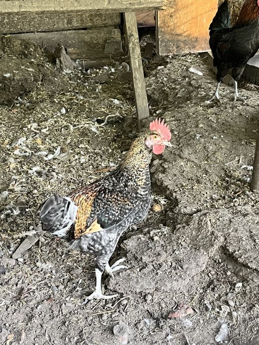 Продаю Петухов Узынагач