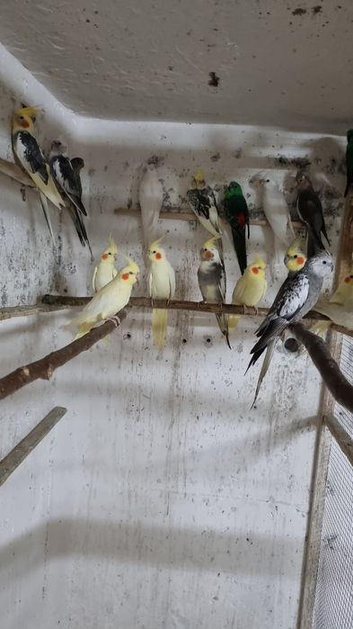 Kakariki,rosella,ninfe,cantatori,agaporns,perusiish