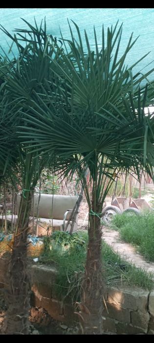 BOĜBONProfi boĝbonprofi