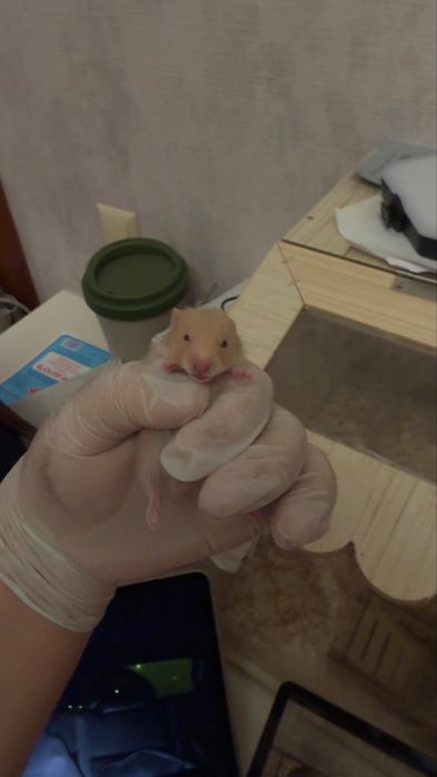 Сирийские хомяки