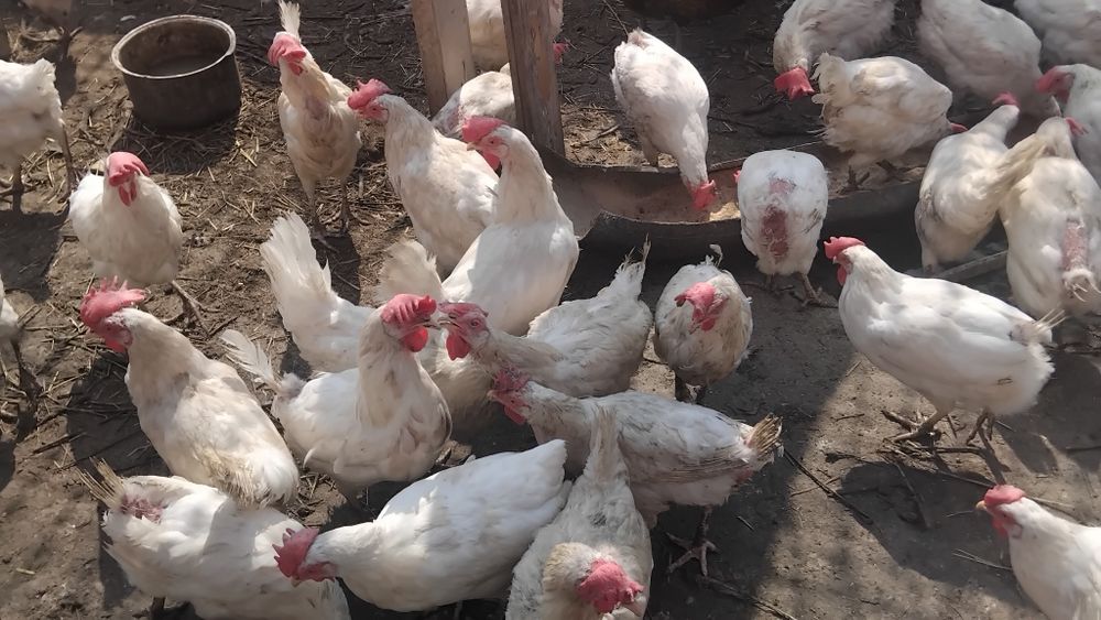 Продам несушек оперённые