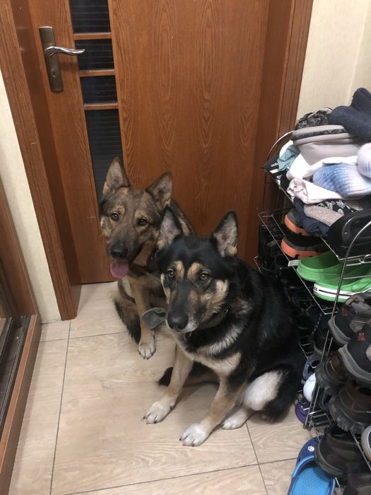 Щенки овчарки. Овчарка.