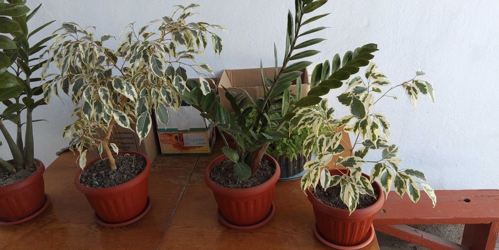 Цветы комнотные продам.