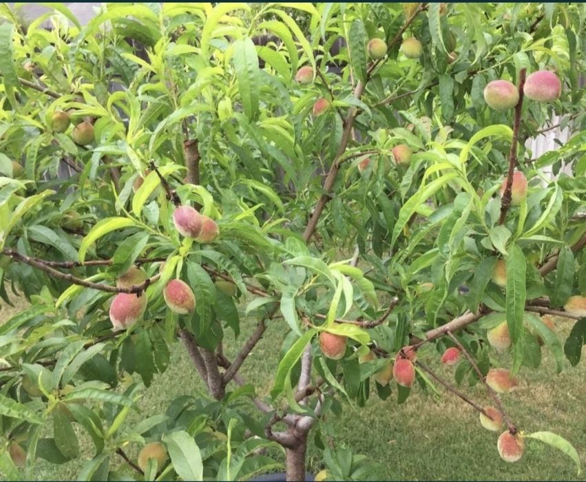 Яблони сливы Груши