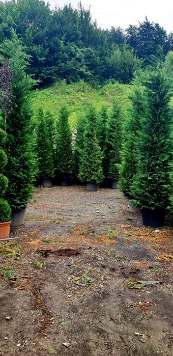 Vindem tuia leylandy 4/5m la ghiveci