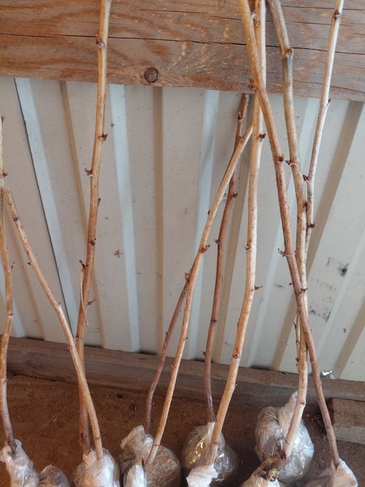 Продам саженцы рассада