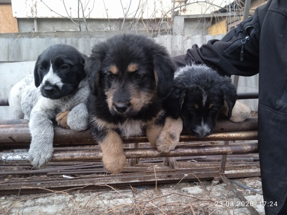 Отдам щенят в хорошие руки