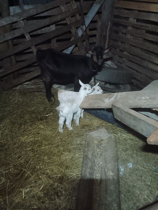 Schimb capra cu o oaie