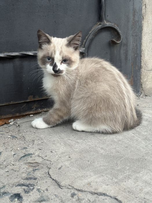 Ищем дом котенку !!