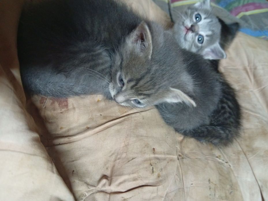 Отдам котят в хорошие руки