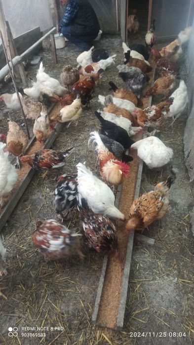 Kürk toviqlar bemalol