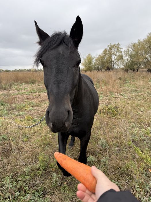 Продам коня 5 лет