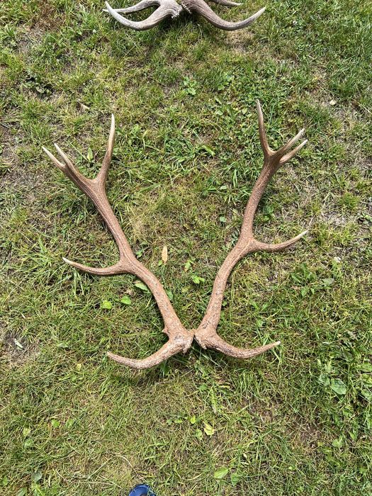 Vand coarne de cerb cantitate mare