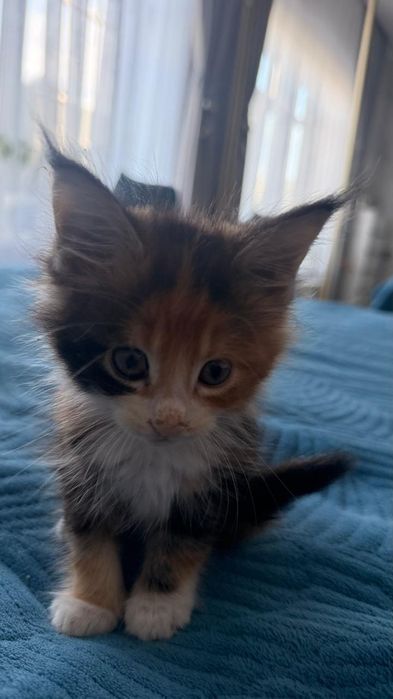 Продам котят Мейн кун