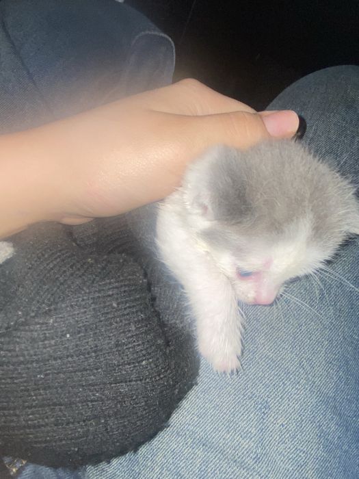 Котенек 1 месяц отдоем в хорошие руки с насыпом для лотка