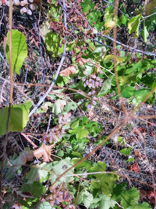 Лозе 1.5 дек град Перущица