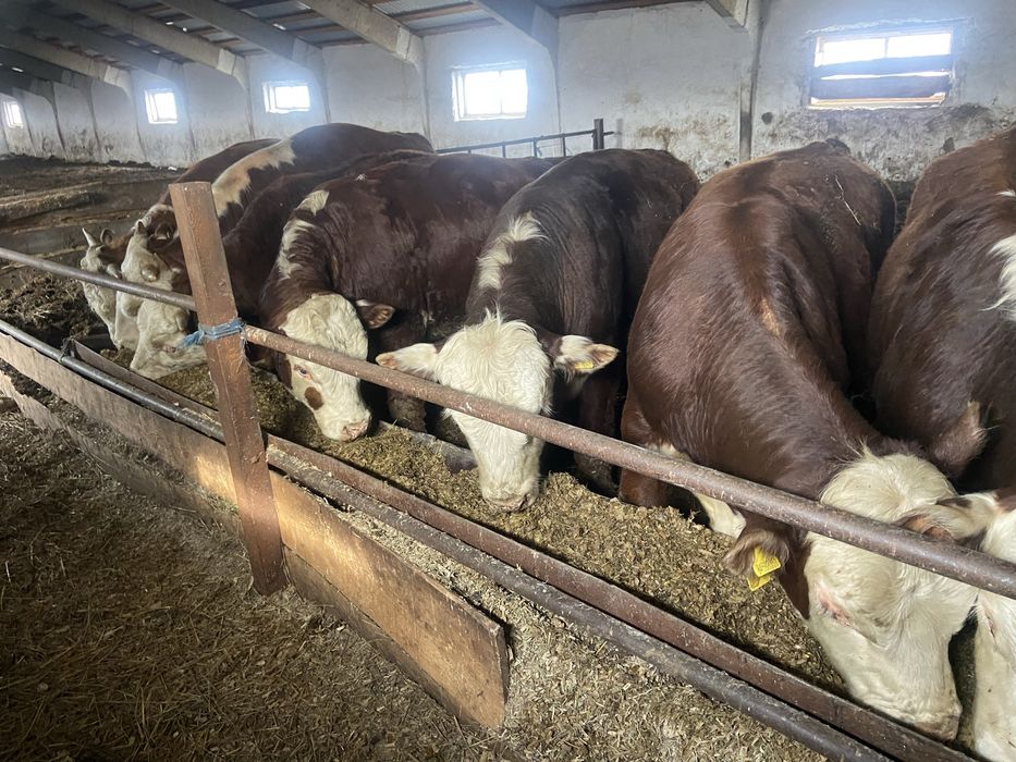 Быки с откорма 16 голов