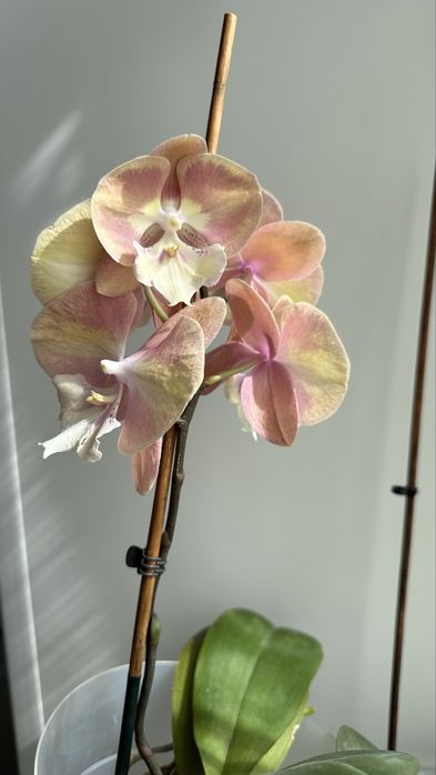 Phal. Unicorn Rainbow