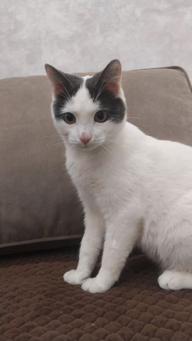 Отдам кота бесплатно