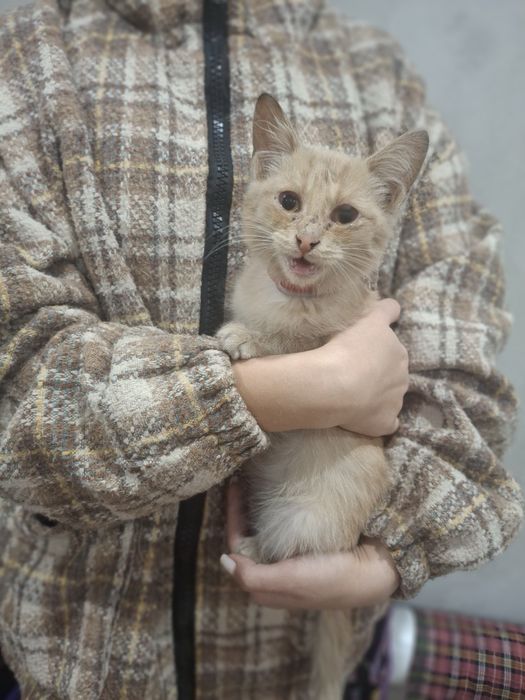 Отдадим котёнка в добрые руки