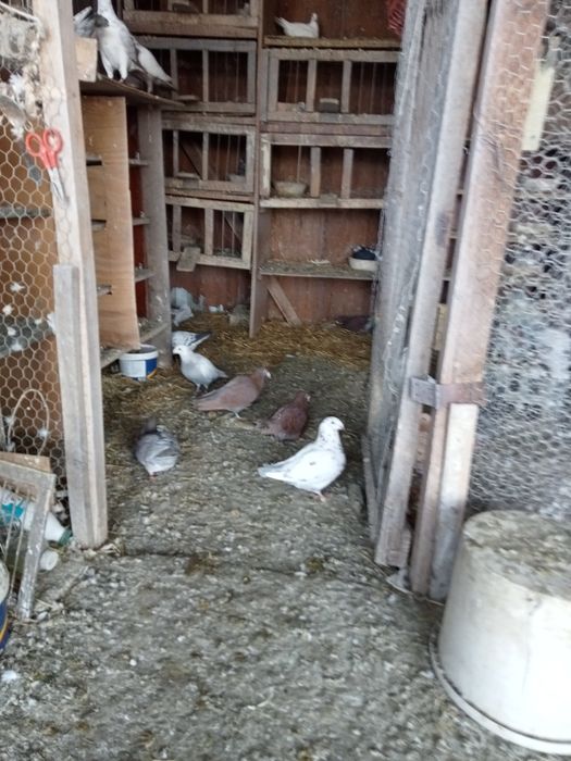 Vând porumbei de frumusete