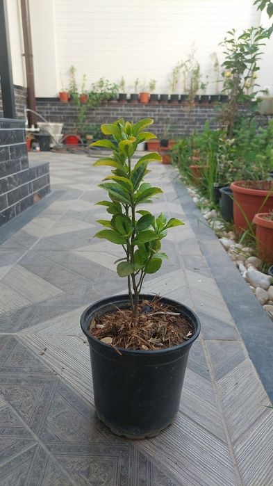 Продаю шамшод иранский