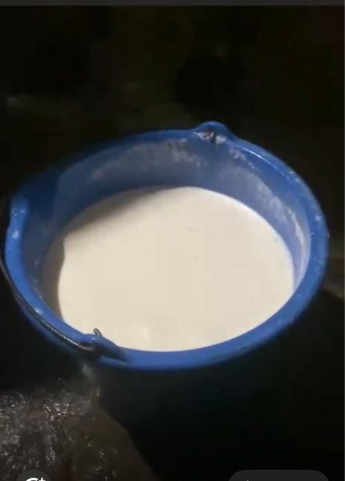 Бордакы семиз сауын сиыр сатылады