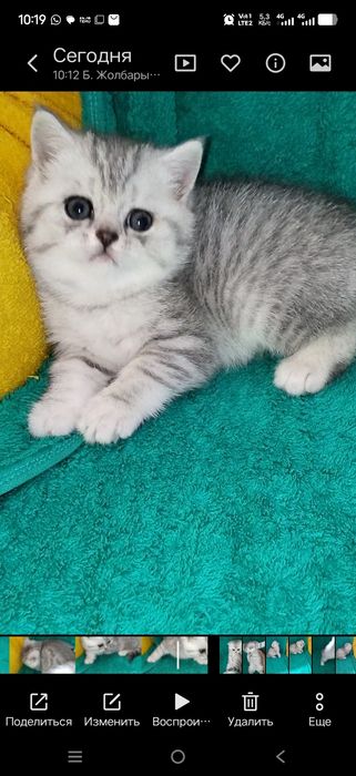 Котята шотланские