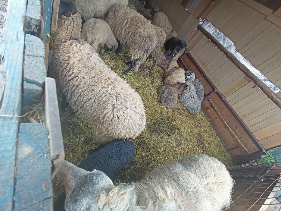 De vânzare oi și mieii  lângă ele
