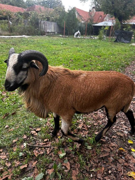 Oi camerun de vanzare