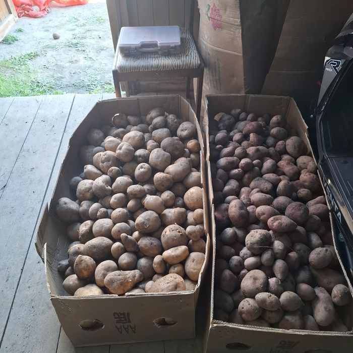 Продам картофель