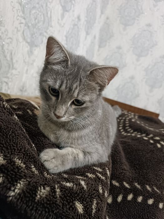 Кошка, urğochi mushuk beriladi