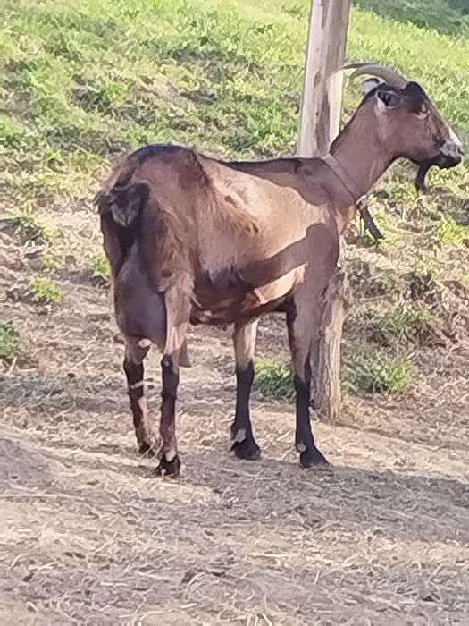 De vanzare capra alpina franceză