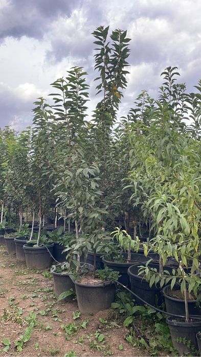 Pomi fructiferi pe Rod/ pomi la ghiveci