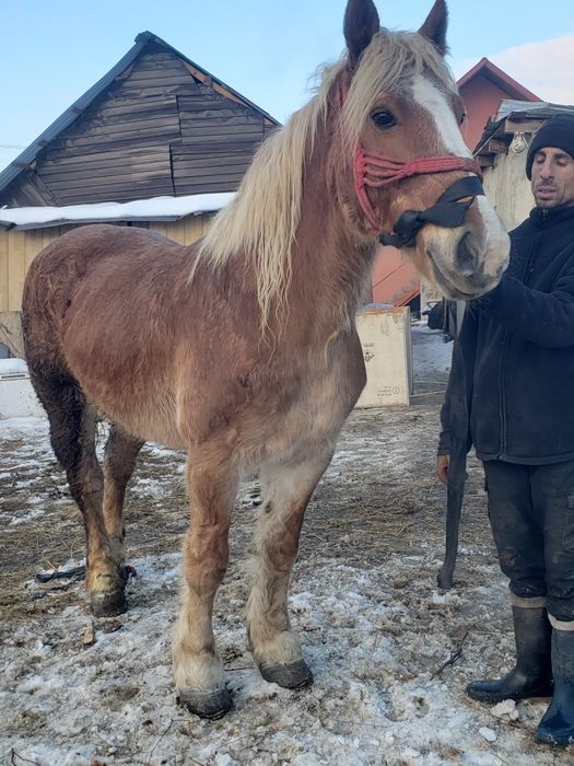 Iapa de vanzare sau schimb