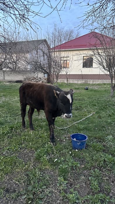 Бұқа бұзау сатылады