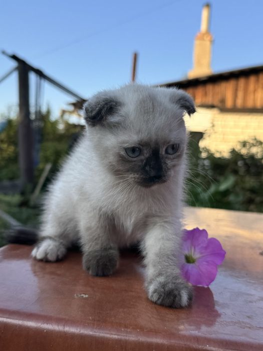 Кошечка скоттиш фолд