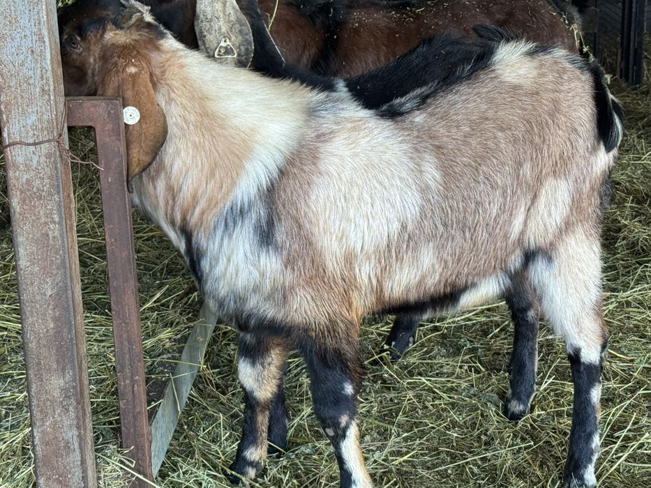 Capre si iede anglonubian cu pedegree