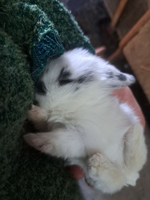 Кролики декоративные бронь