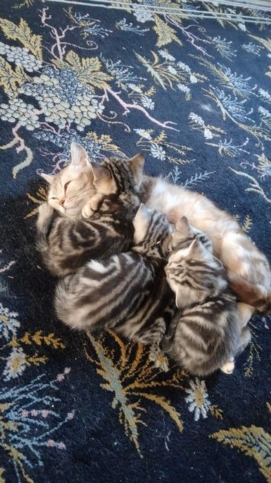 Продаются котята британцый