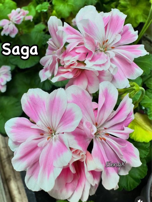 Сортовые пеларгонии в наличии