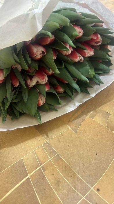 Премиальные тюльпаны