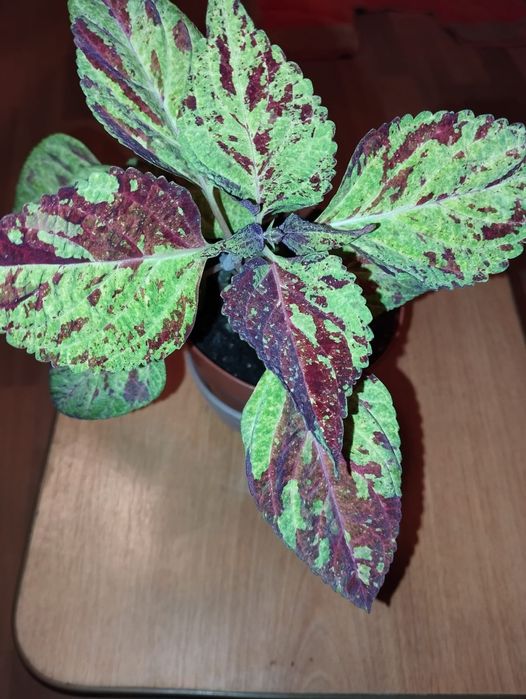 Продам комнатные цветы